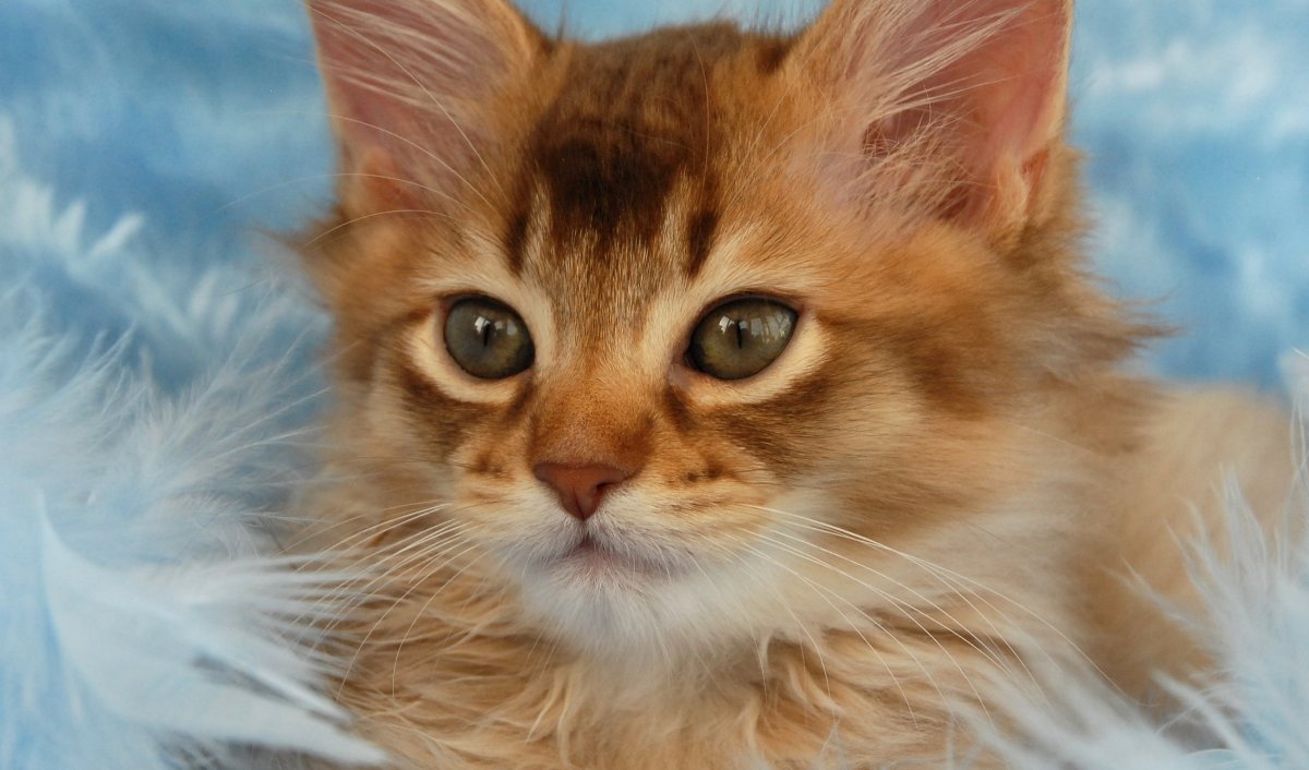Изображение рыжего кота