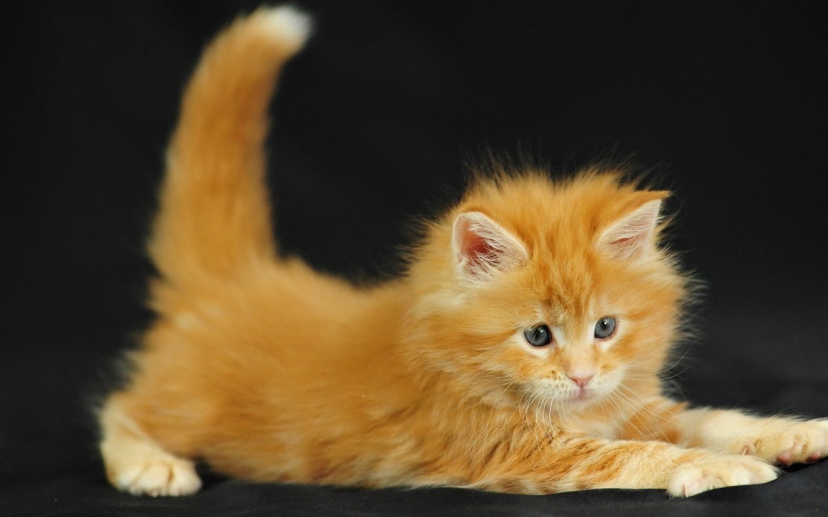 Котята Мейн кун 2 недели фото