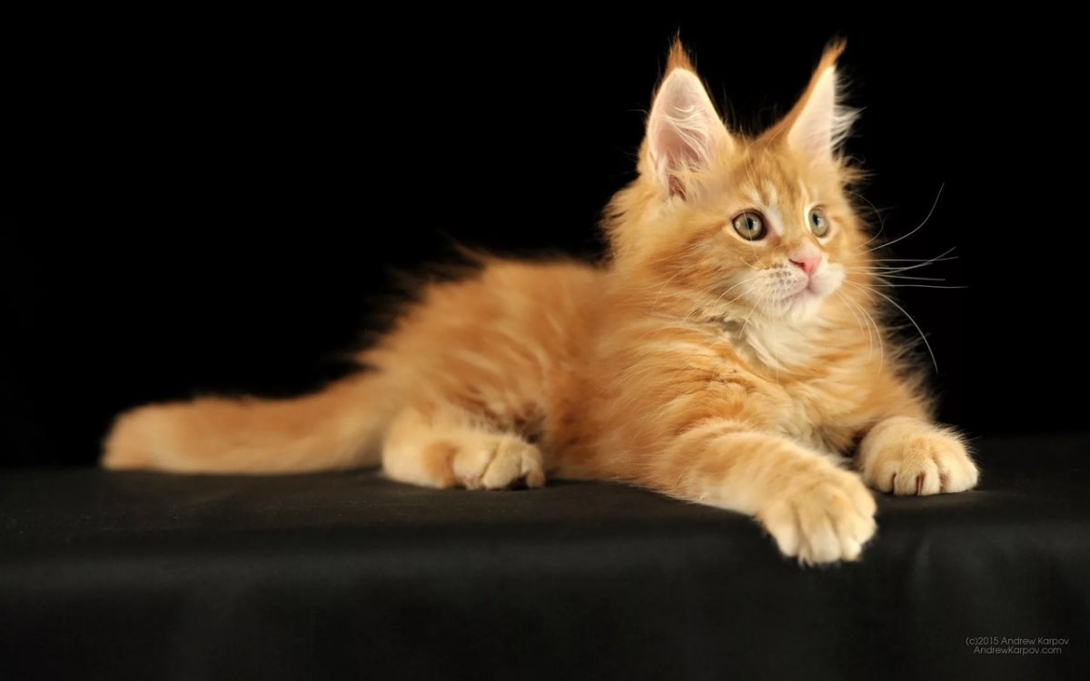 Мейн кун рыжий и черный