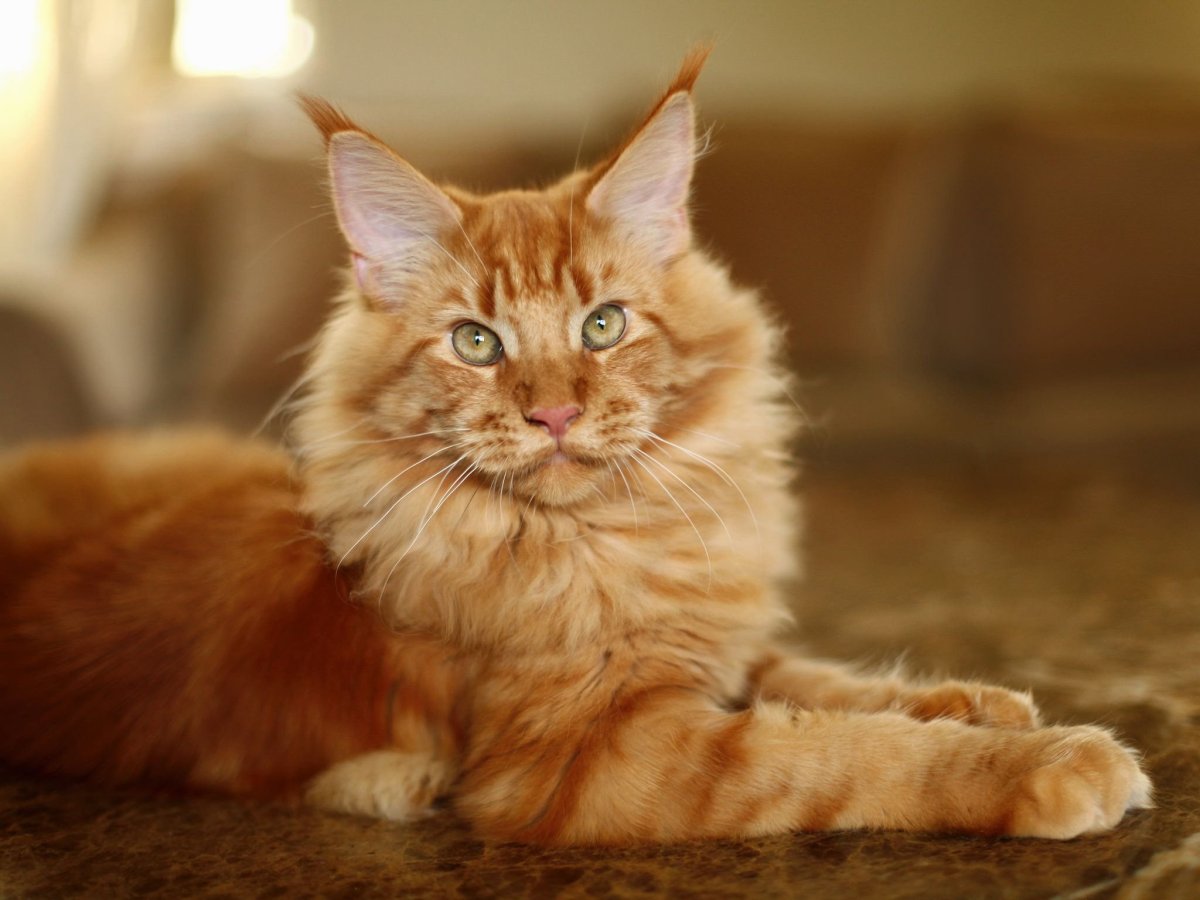 Рыжий Мейн кун с голубыми глазами