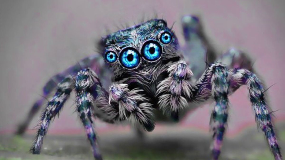 Паук волк Краснодарский край