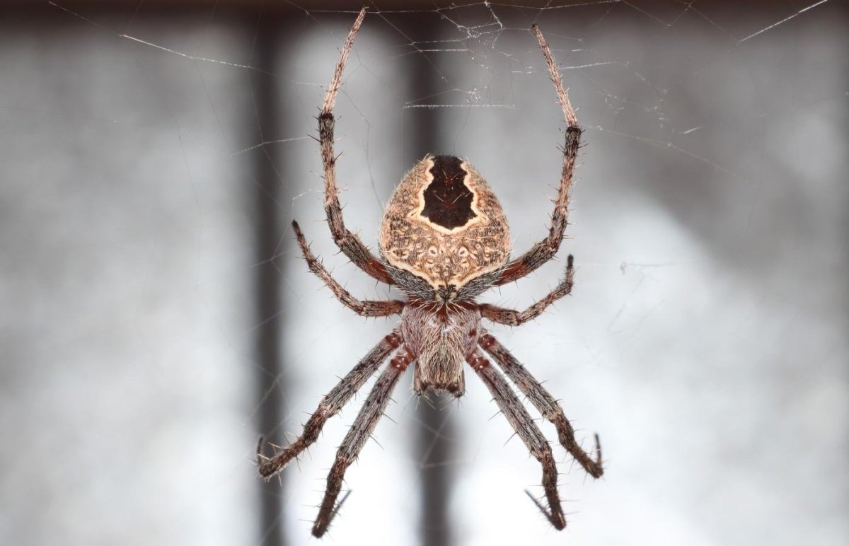 Шестиглазый песочный паук