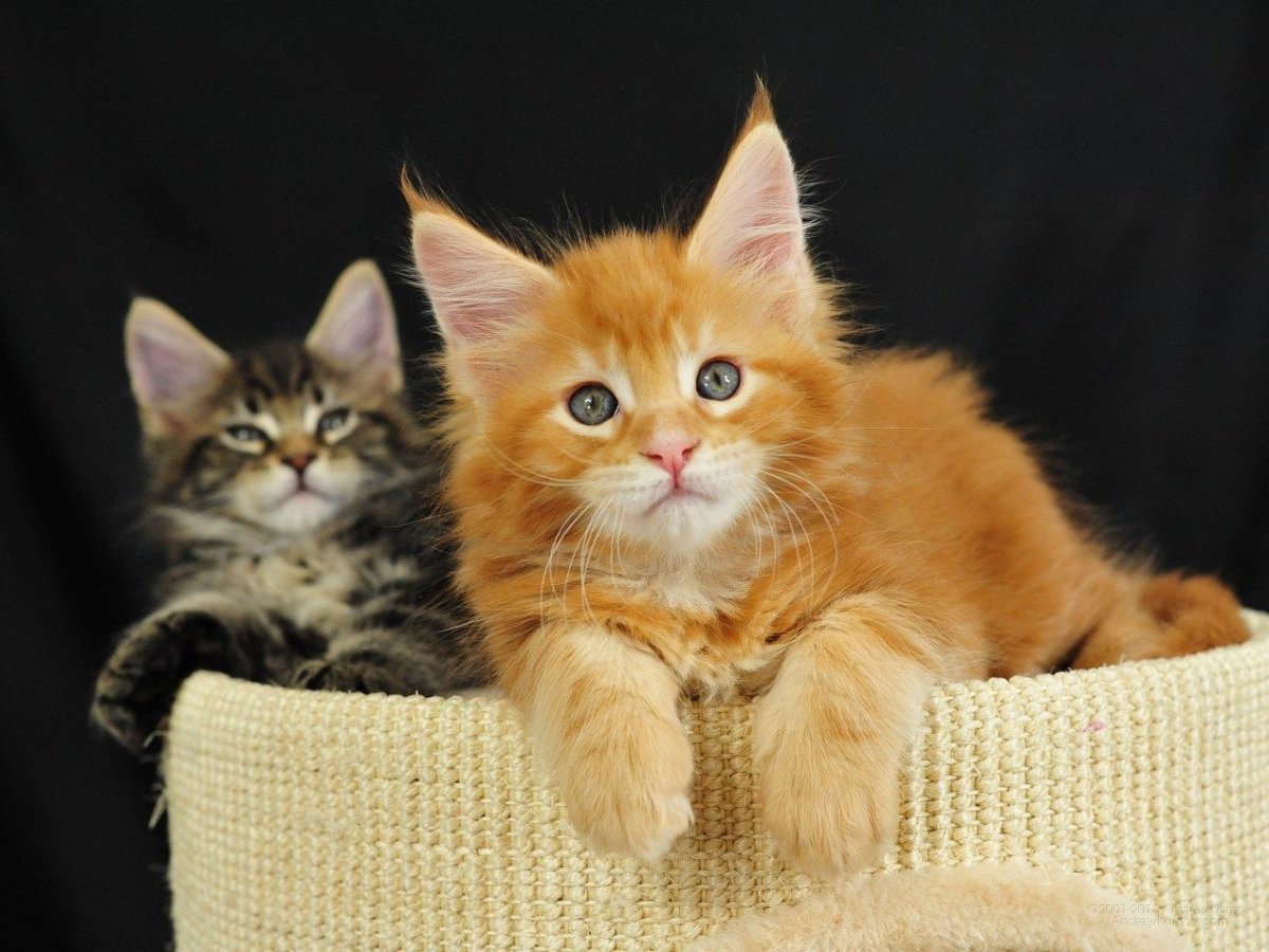Красивые кошки