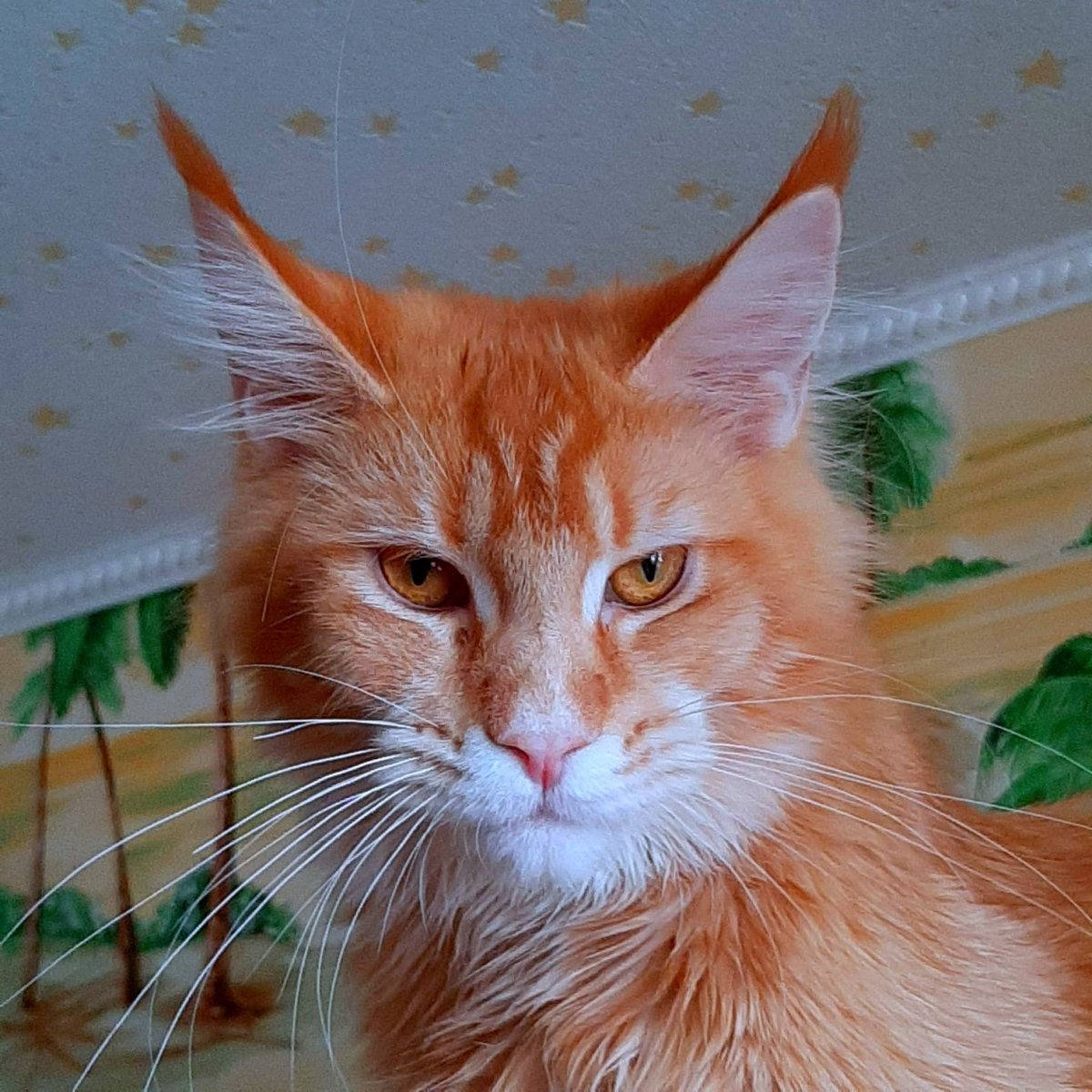 Рыжий Мейн кун мальчик