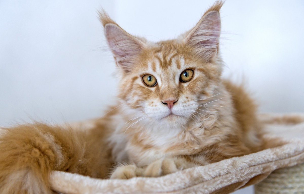 Рыжий кот Мейн кун