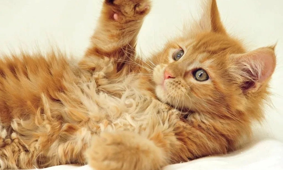 Большой рыжий кот