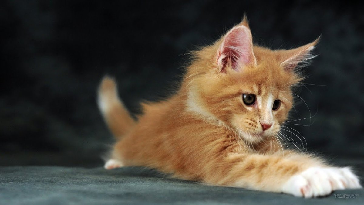 Милые рыжие коты