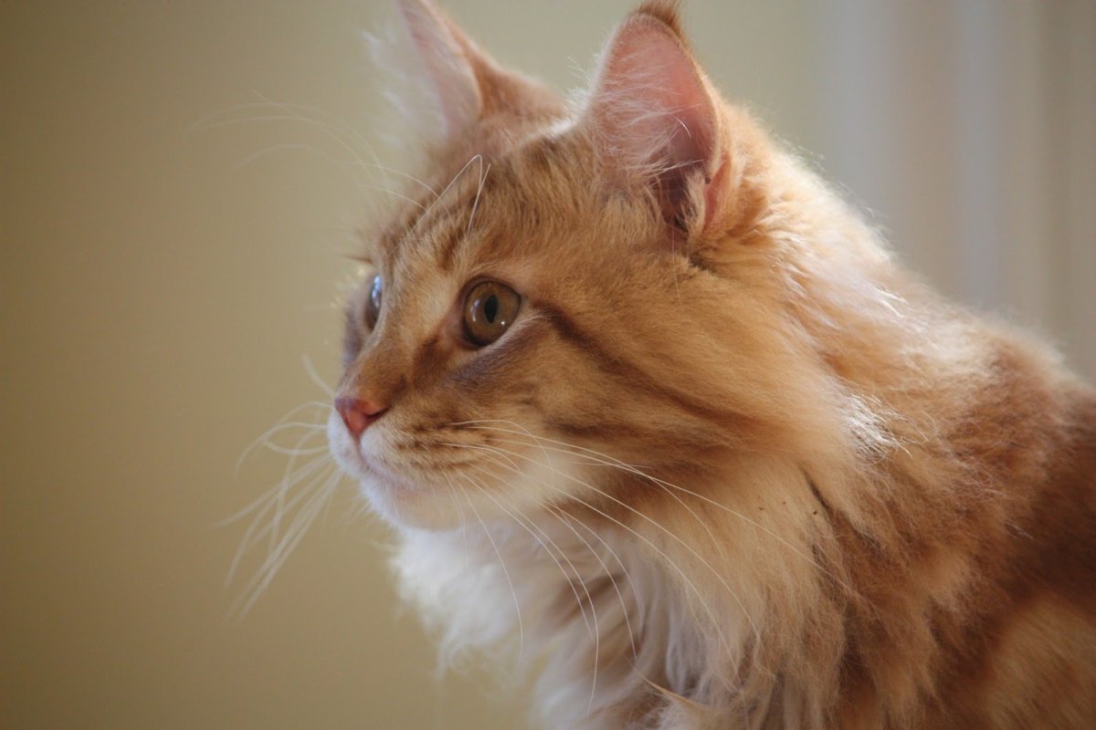 Сибирский Мейн кун рыжий