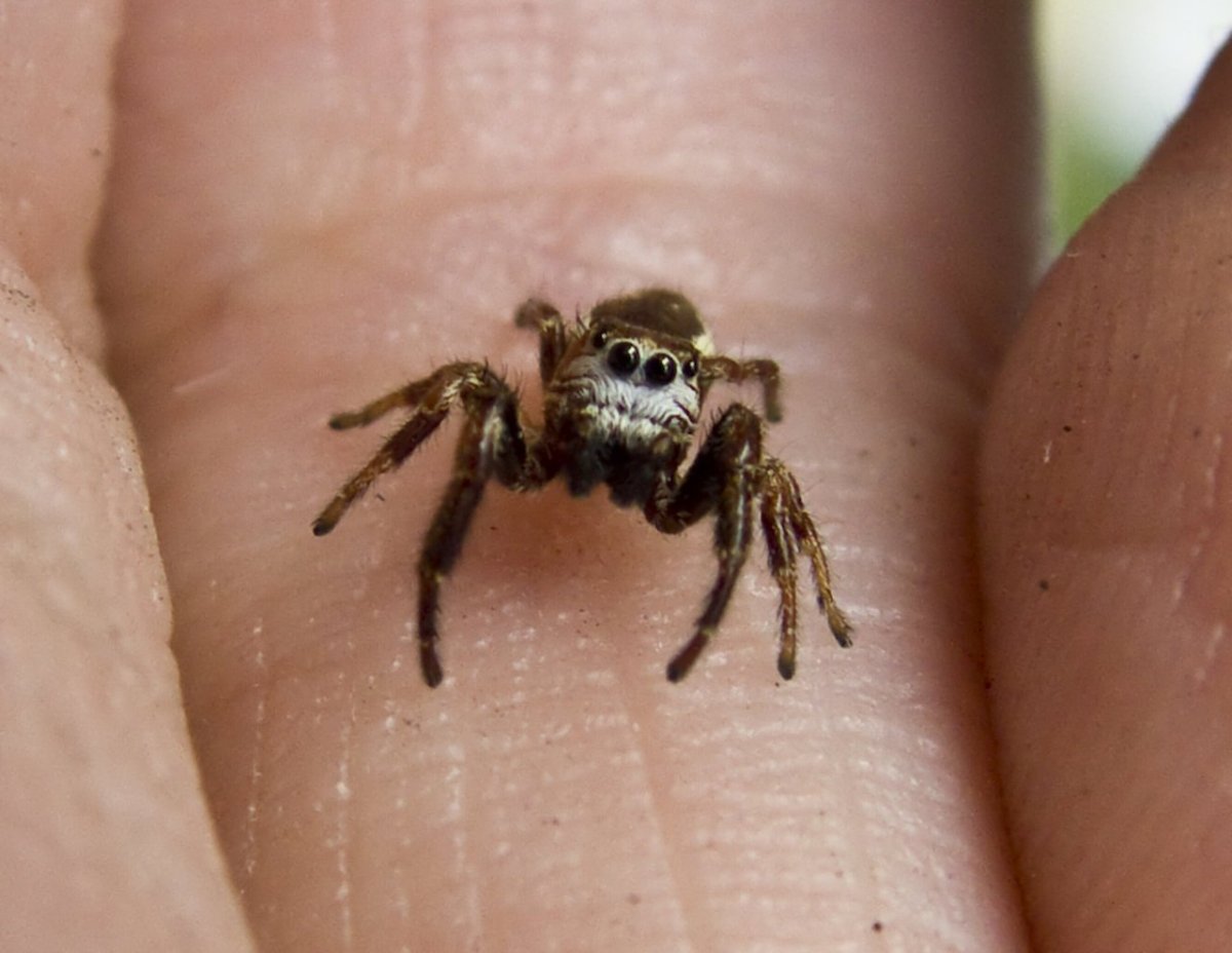 Паук Тарантул Южнорусский