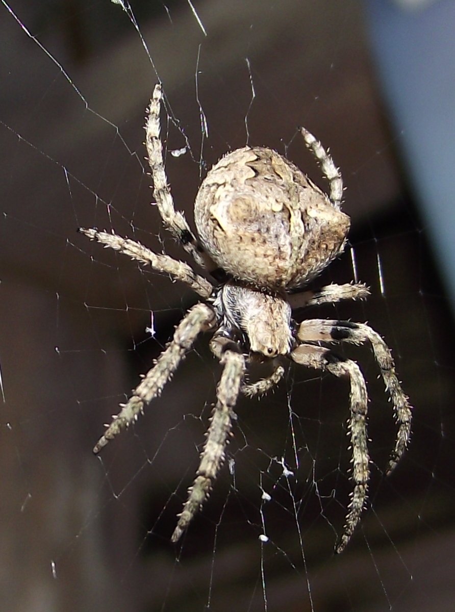 Тегенария паутина