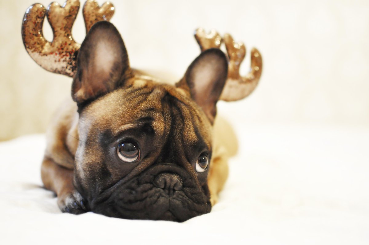 Грустный французский бульдог