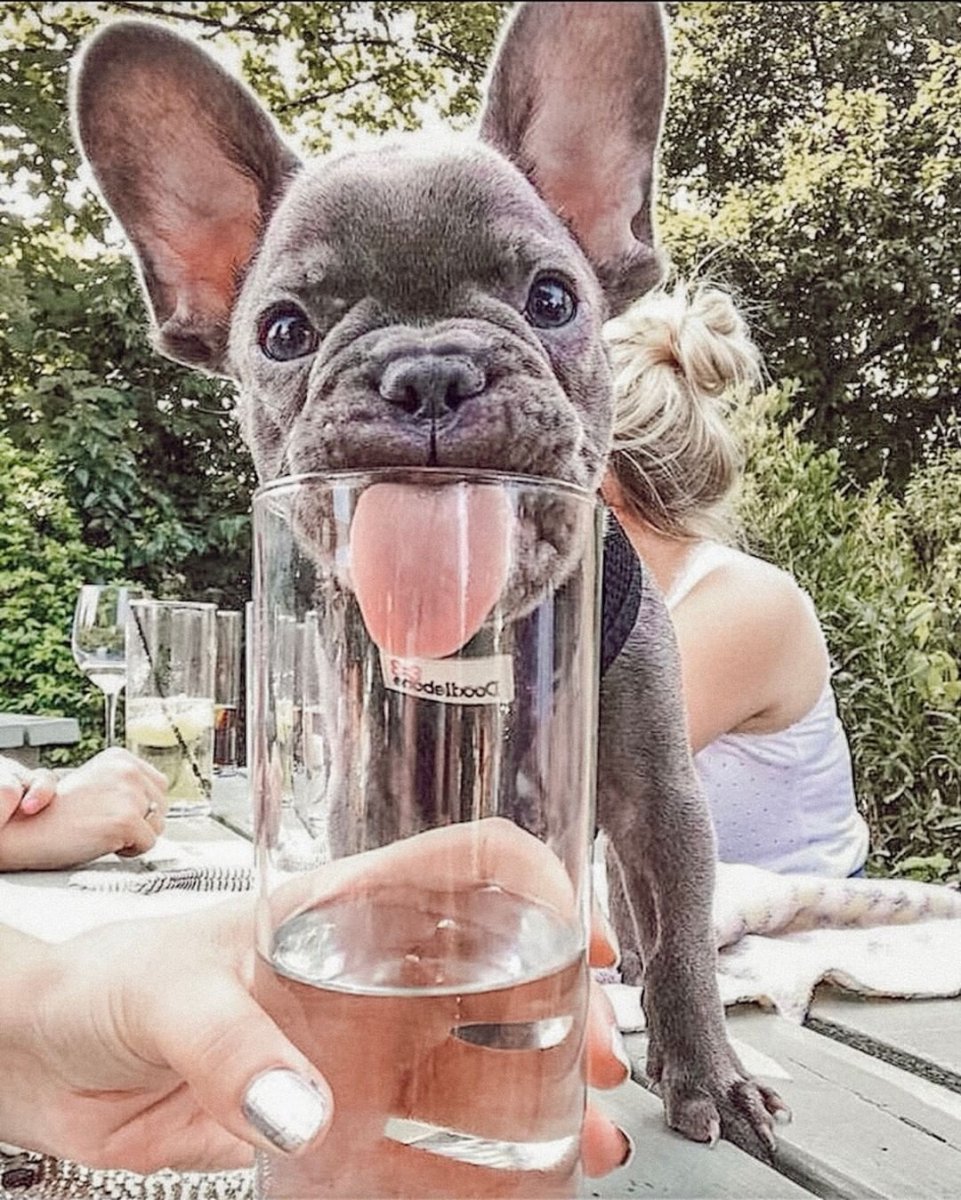 Прикольные французские бульдоги