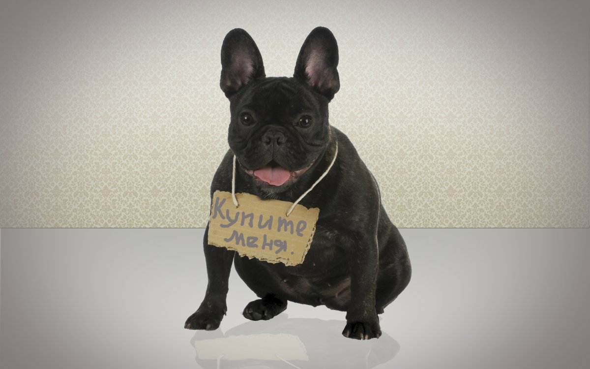 Французский бульдог обои