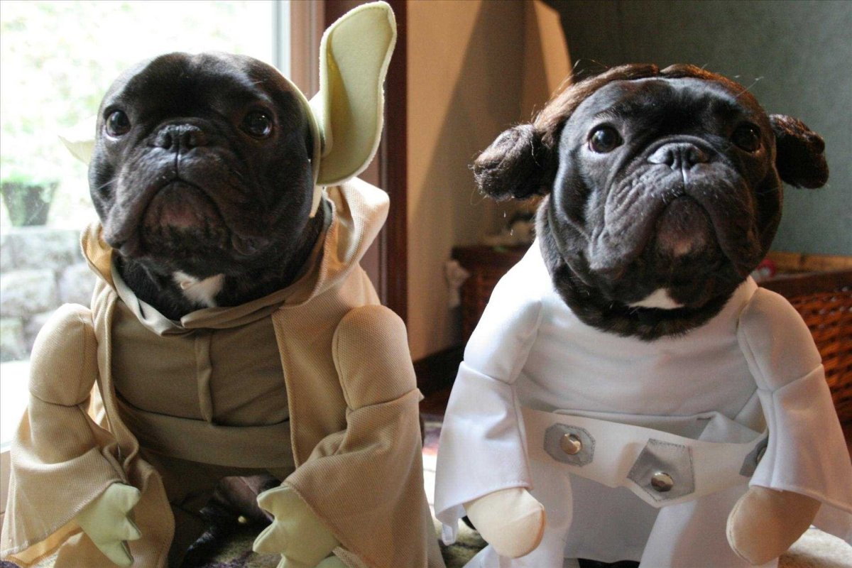 Французский бульдог в смешном костюме