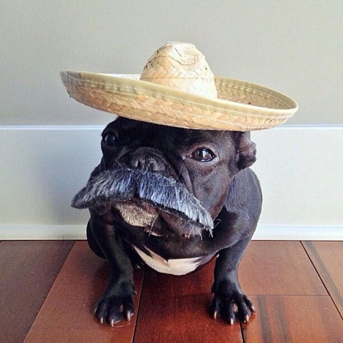 Троттер бульдог