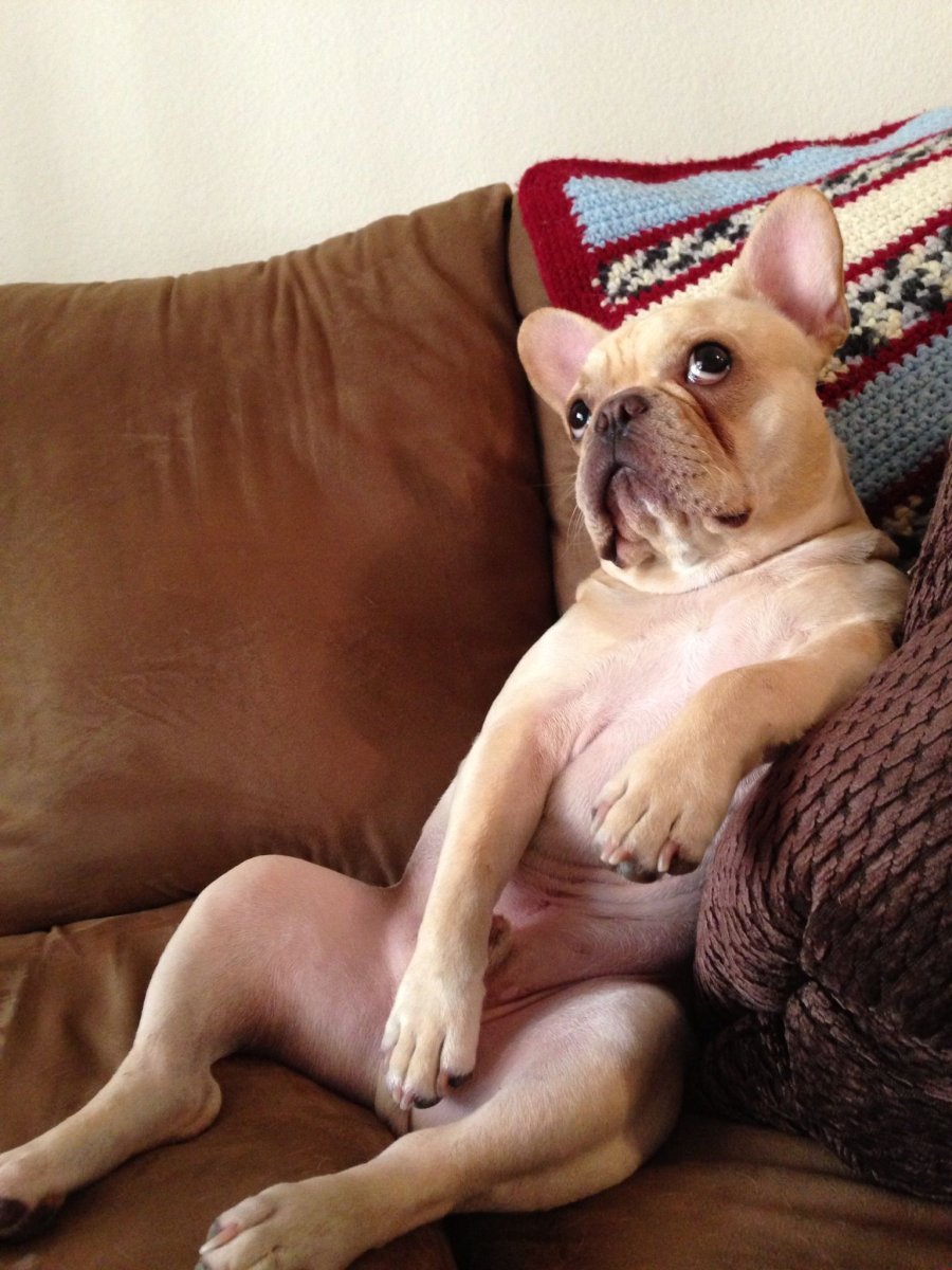 Французский бульдог приколы