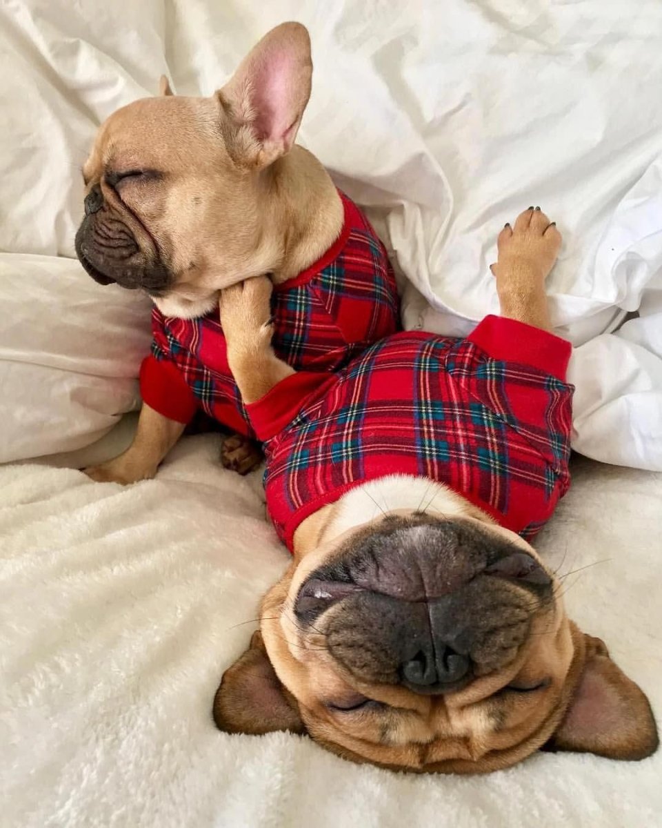 Французский бульдог