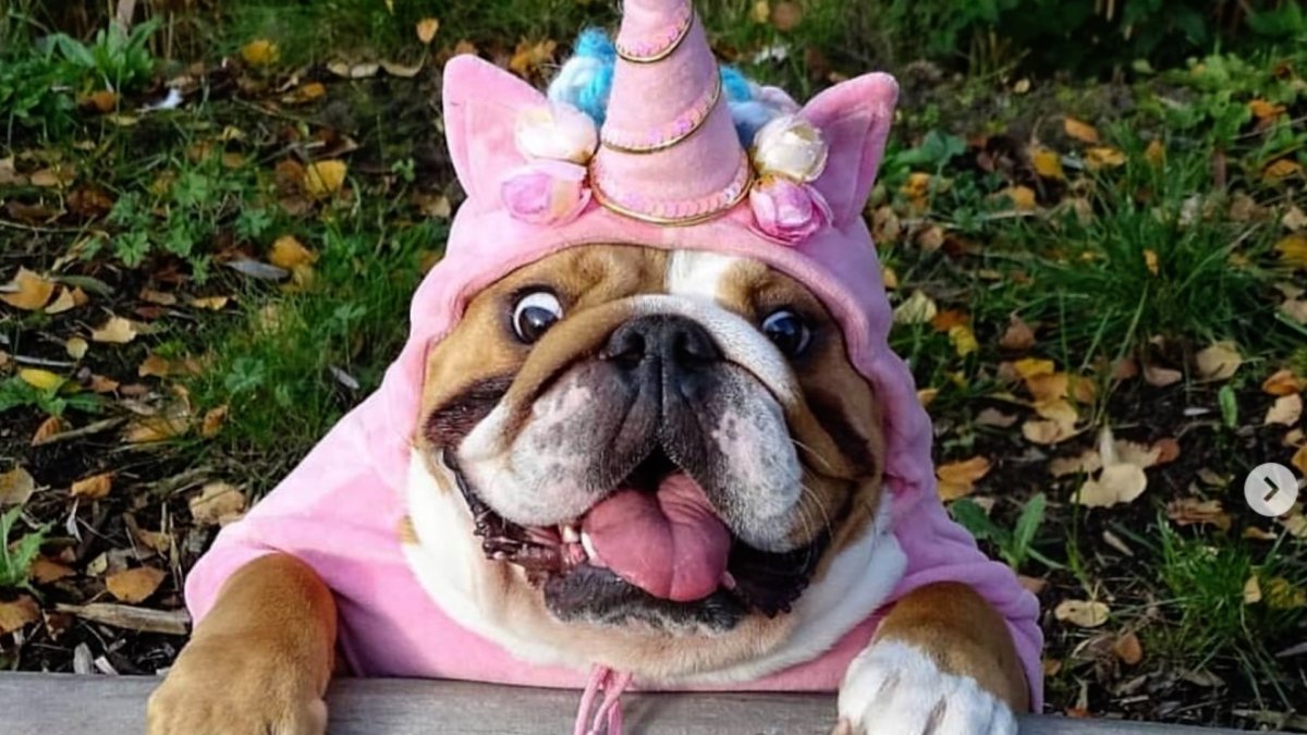 Смешной бульдог