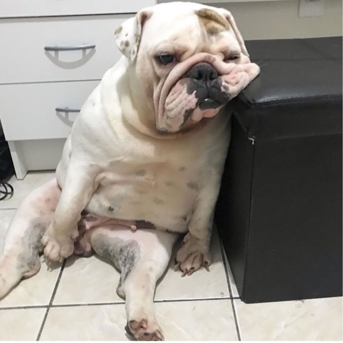 Английский бульдог с яйцами