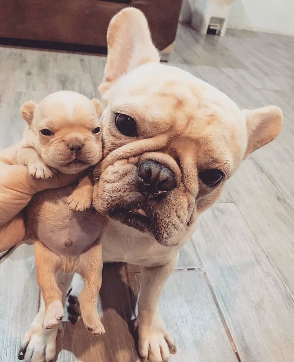 Смешные французские бульдоги