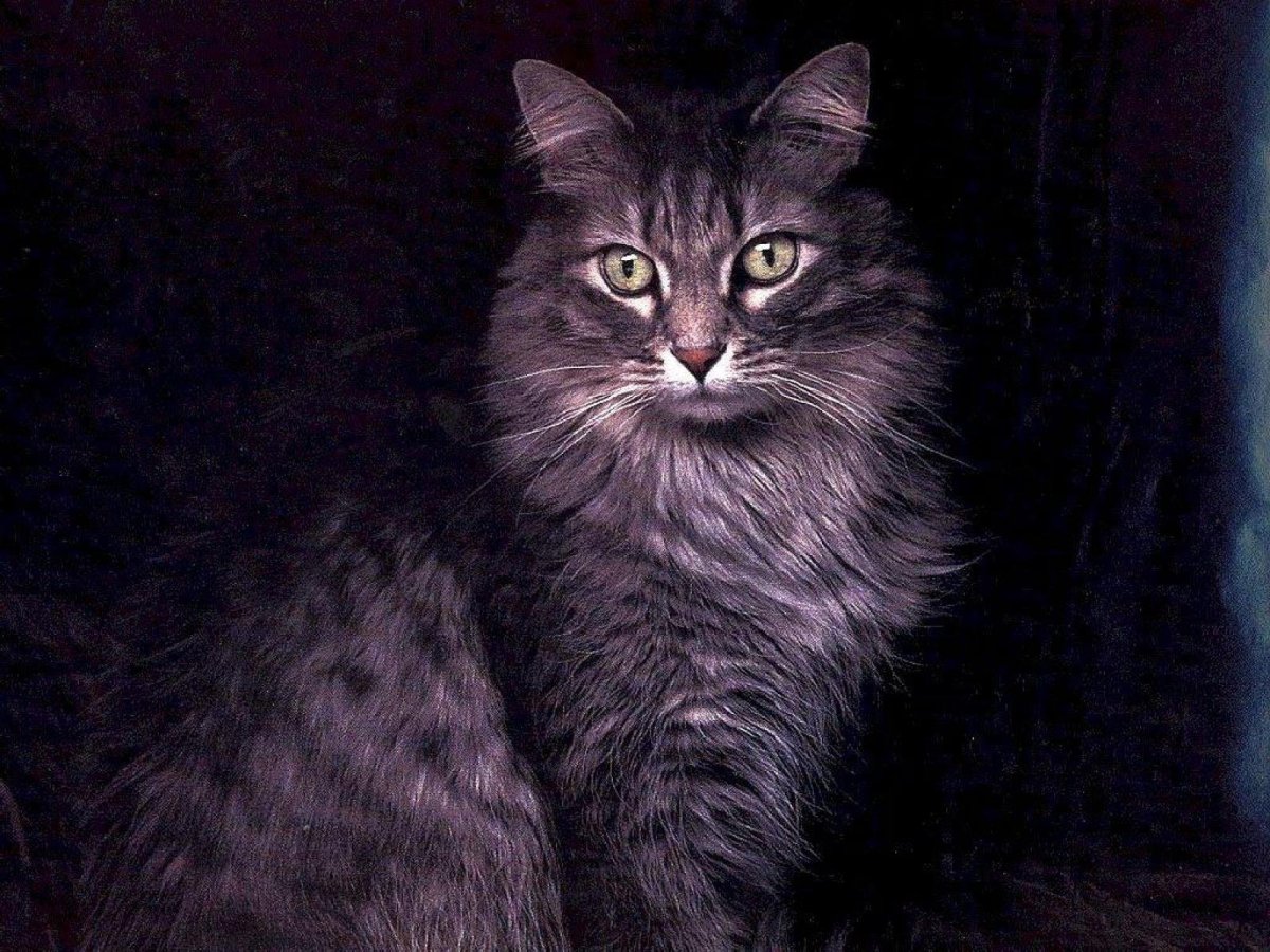 Сибирский длинношерстный черный кот