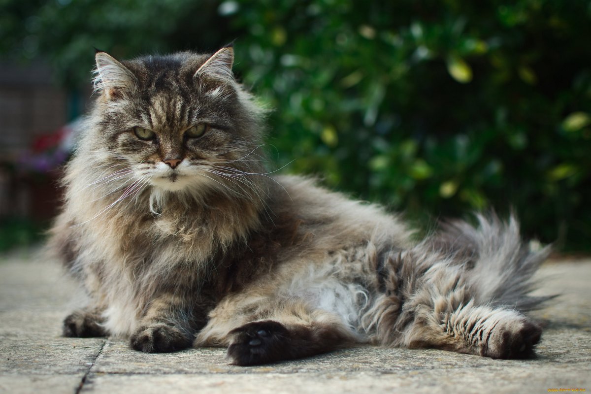 Норвежская Лесная кошка трехцветная