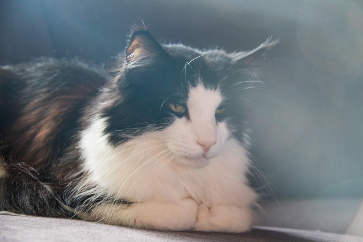 Норвежская Лесная кошка котята