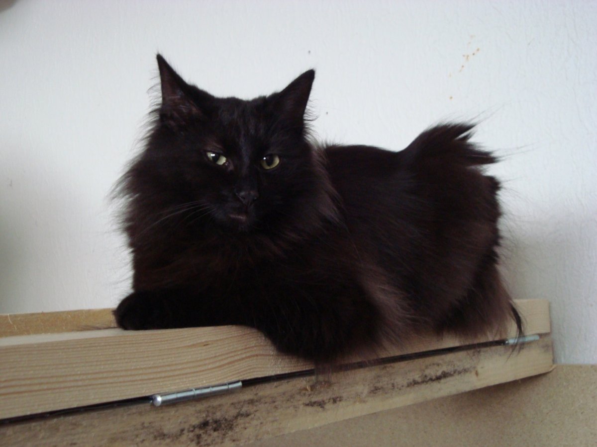 Обои на ноутбук кот норвежский Лесной охотник персикого цвета