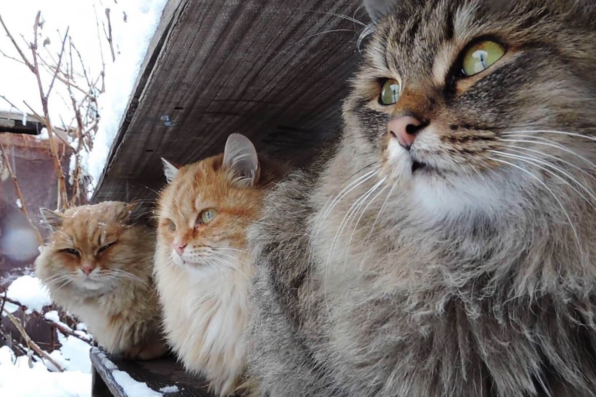 Норвежский Лесной кот