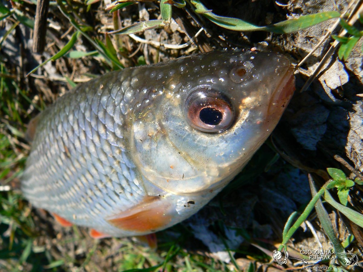 Шершавая плотва