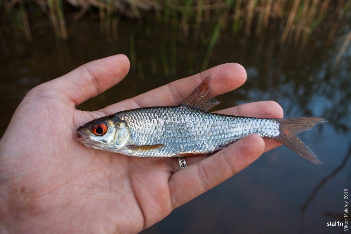 Живец сорожка (плотва)