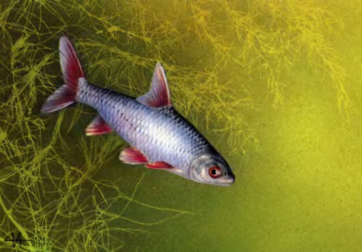 Плотва рыба арт