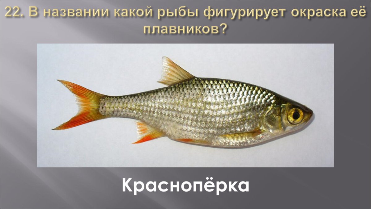 Каспийский рыбец