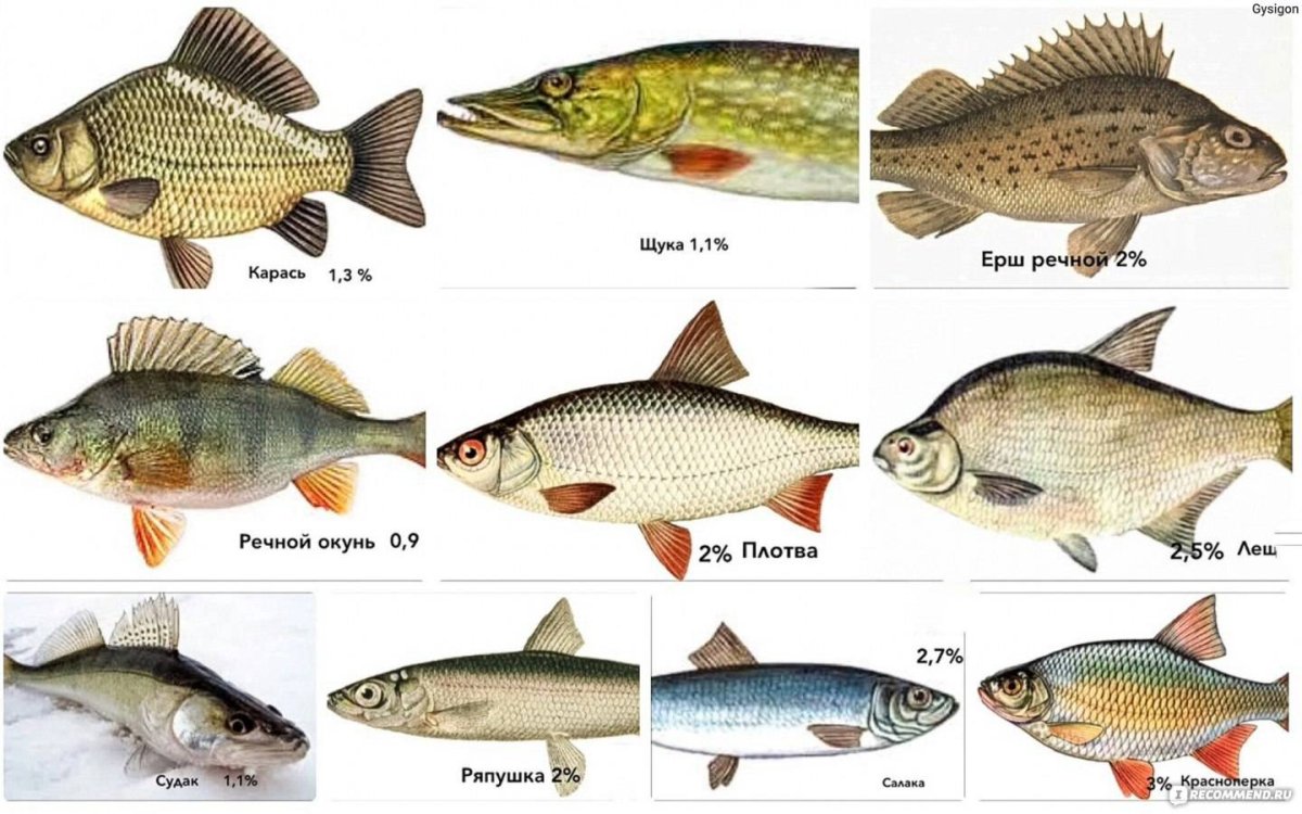 Плотва тарань вобла