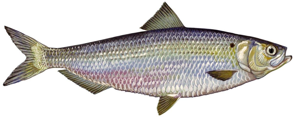 Alosa aestivalis