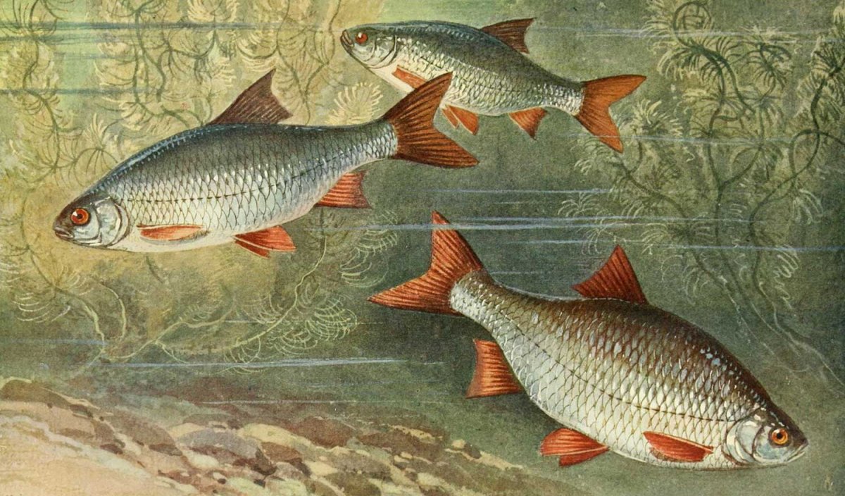 Семейство плотвиных