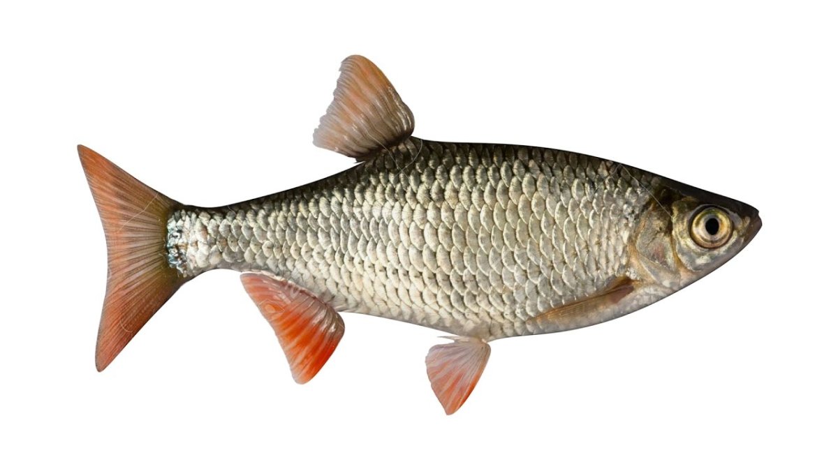 Рыба на белом фоне