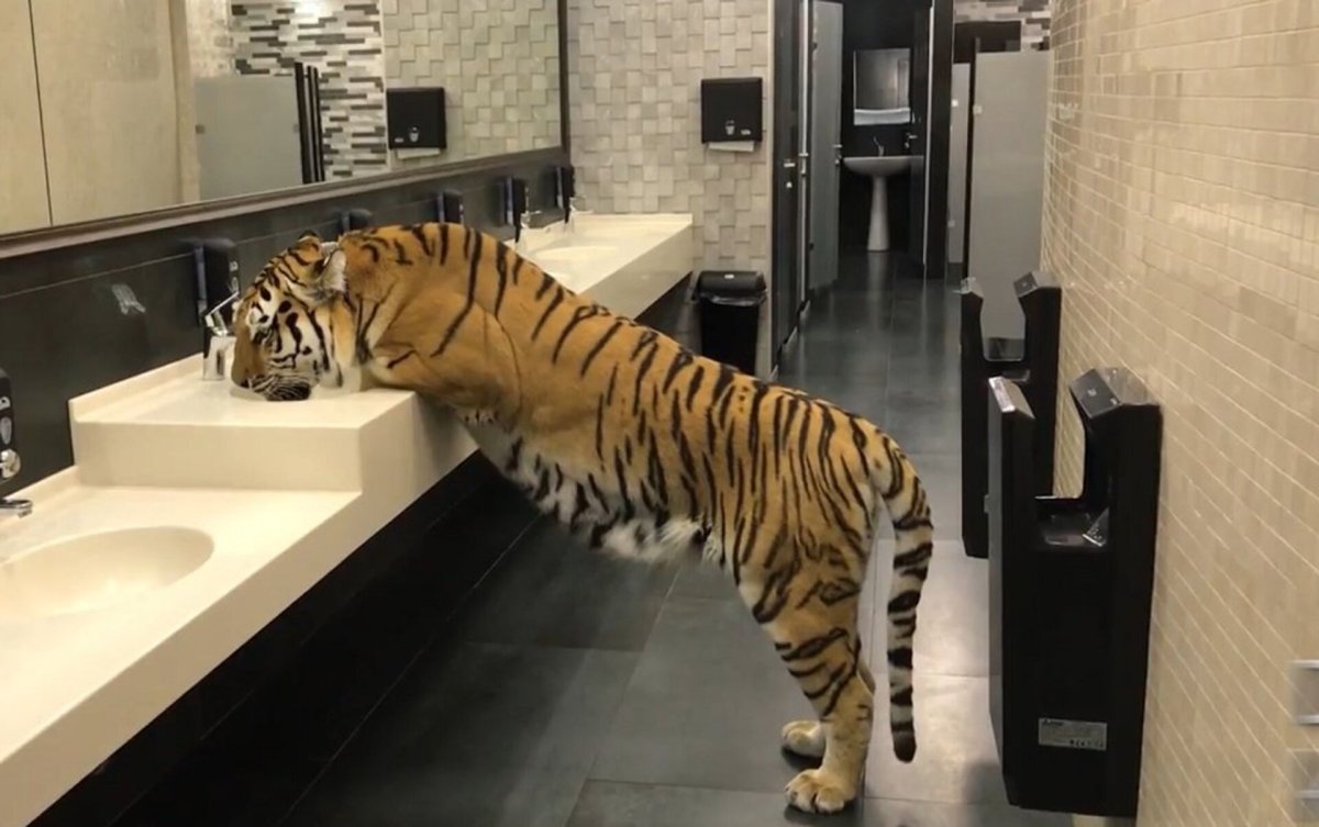 Тигр в Ростовском зоопарке