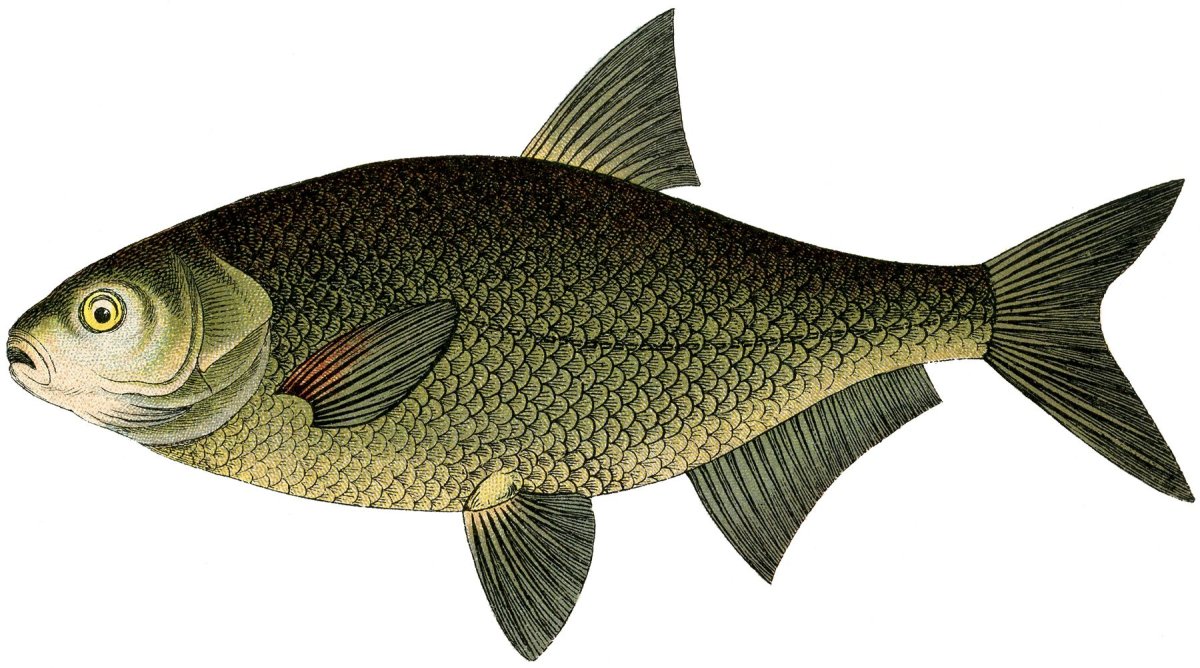 Озерные рыбы