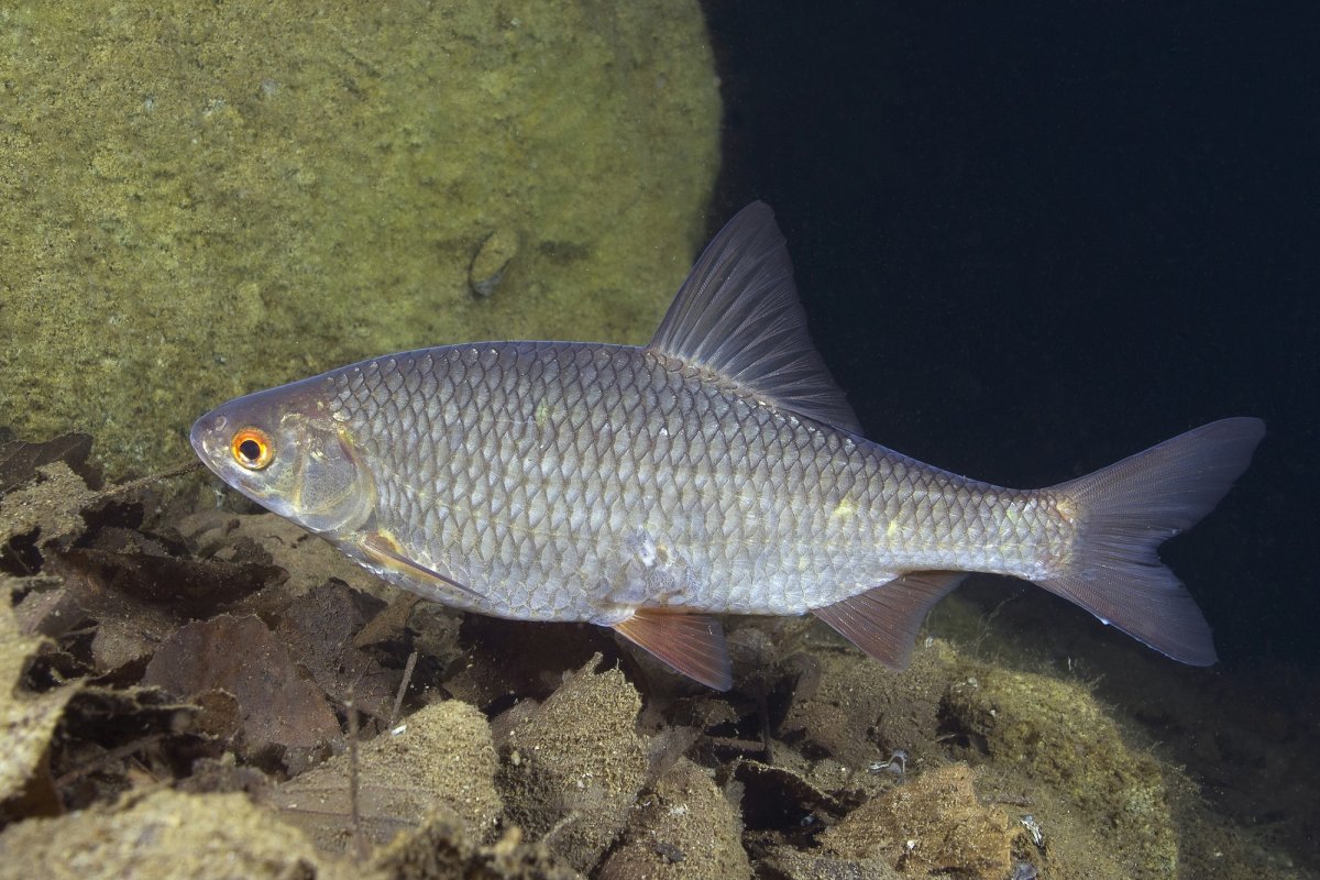 Обыкновенная плотва rutilus rutilus