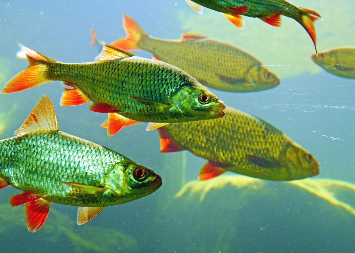 Красноперка аквариумная рыбка