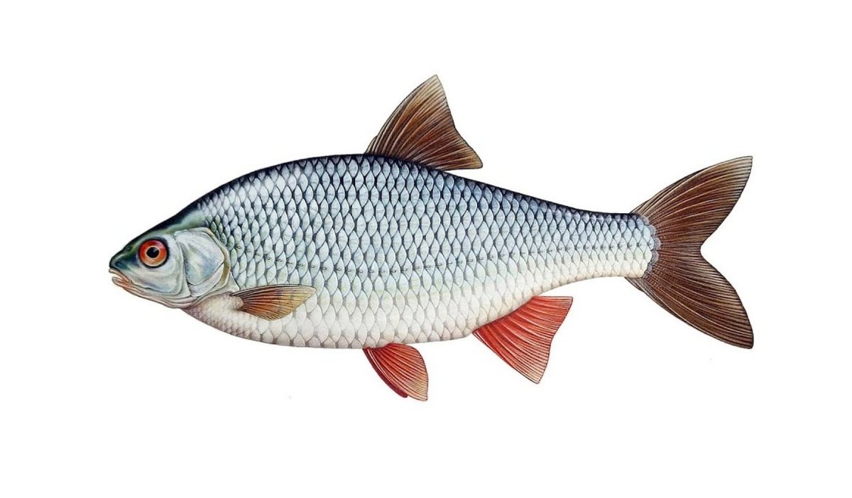 Обыкновенная плотва