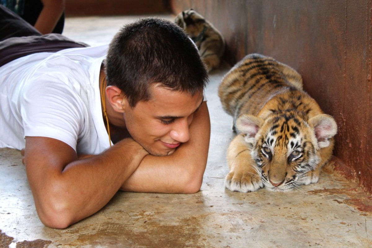 Улыбка тигра