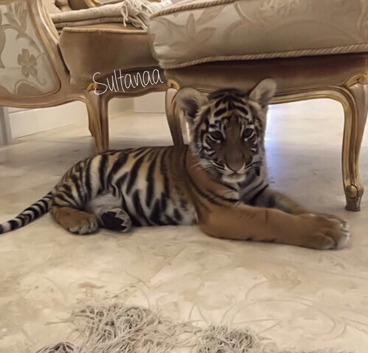 Тигр домашний питомец