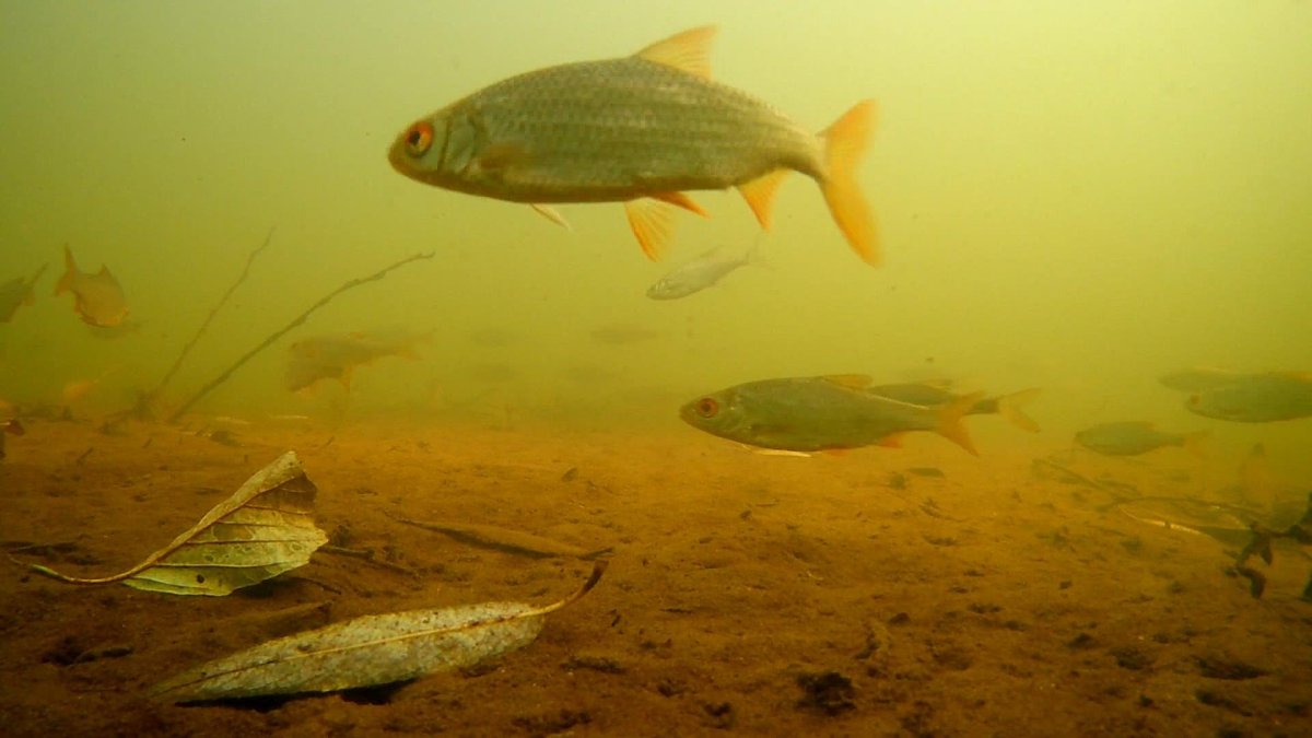 Подводная съемка рыбы