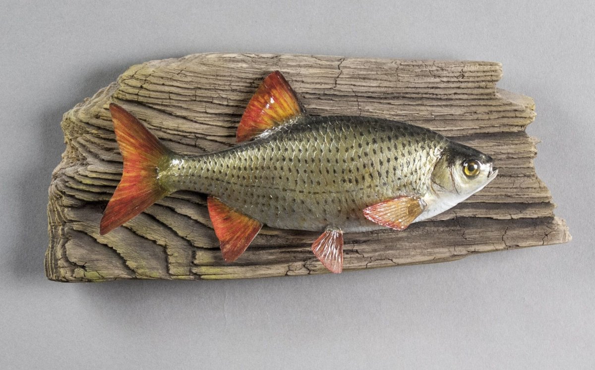 Красноперка Речная