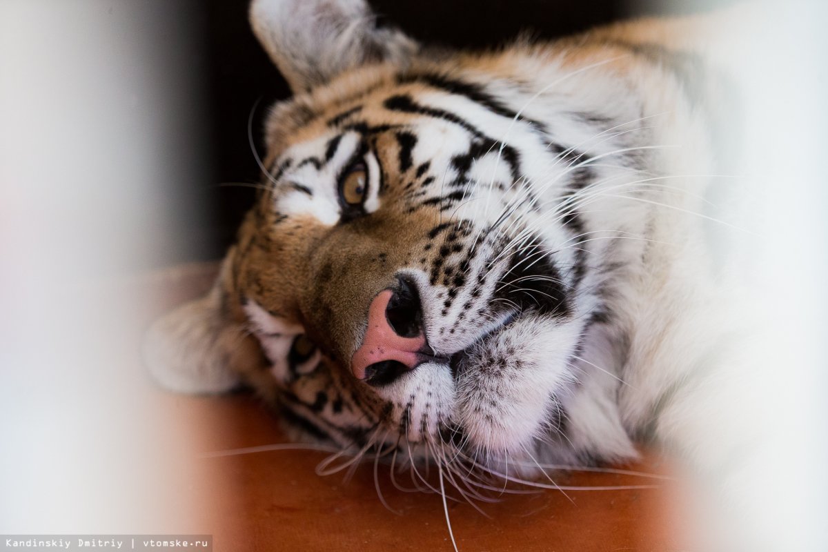 Амурский тигр в зоопарке