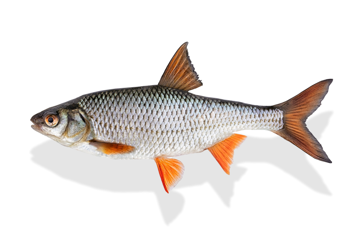 Плотва вектор