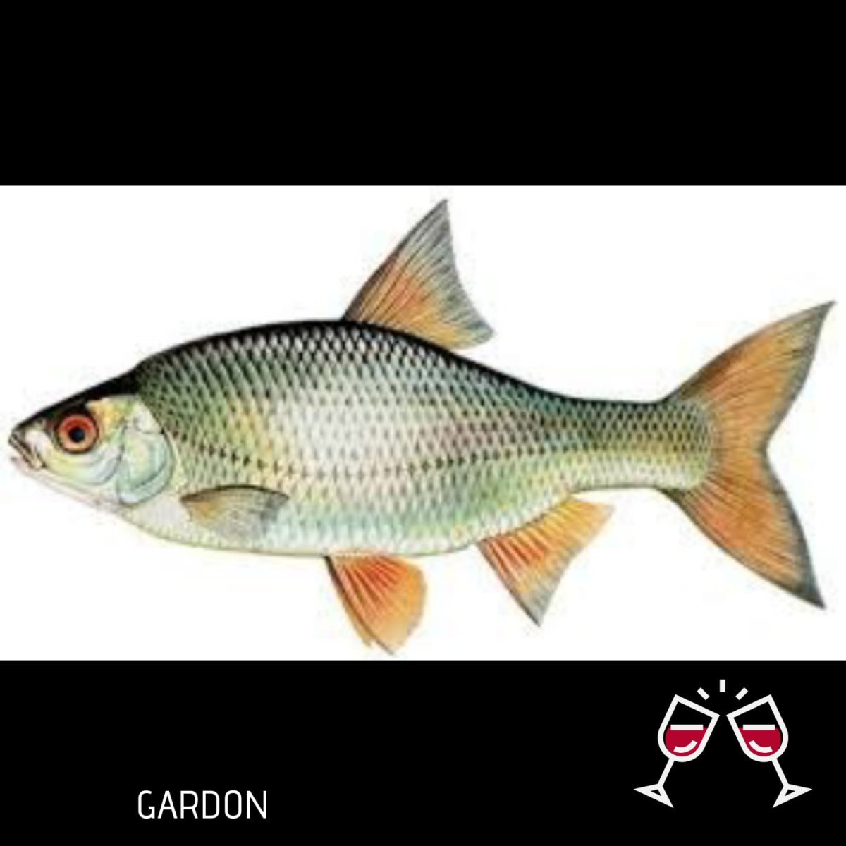 Рыба плотва для детей