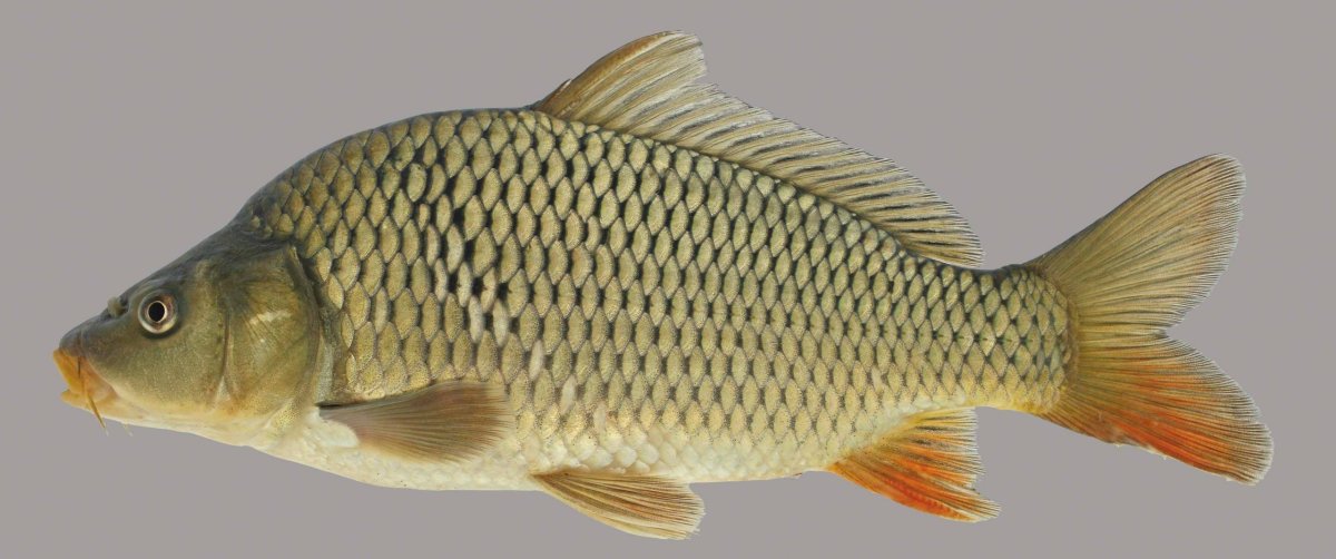 Сазан (Cyprinus Carpio)
